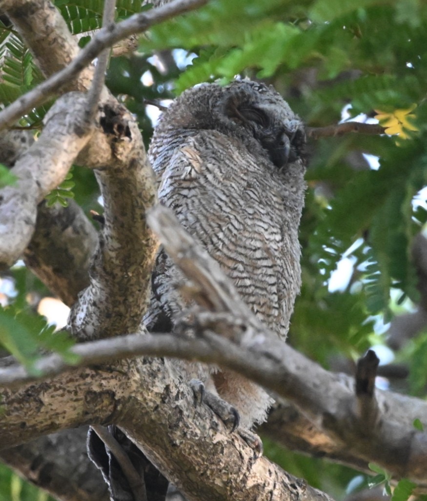 Mottled Wood-Owl - ML631704644