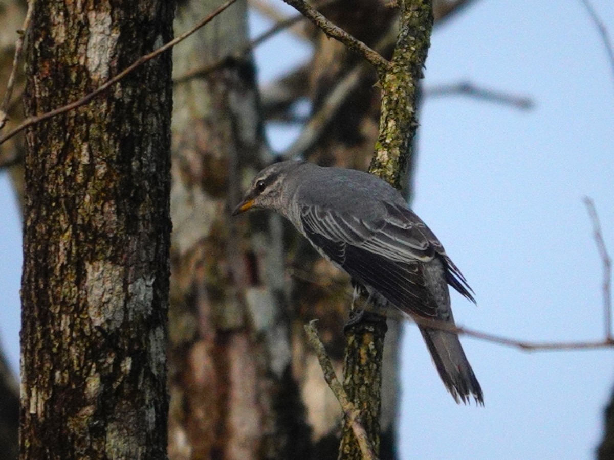 Black-headed Cuckooshrike - ML631704871