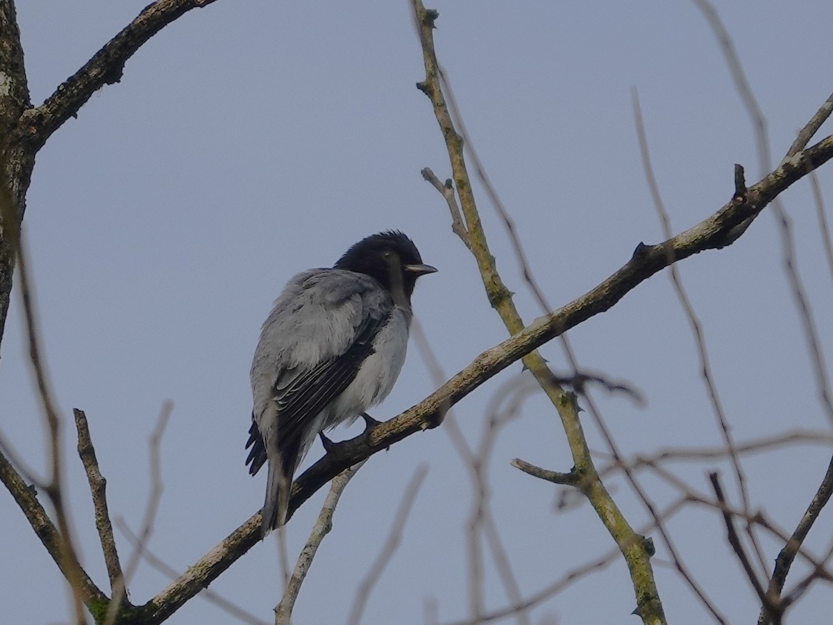 Black-headed Cuckooshrike - ML631704873