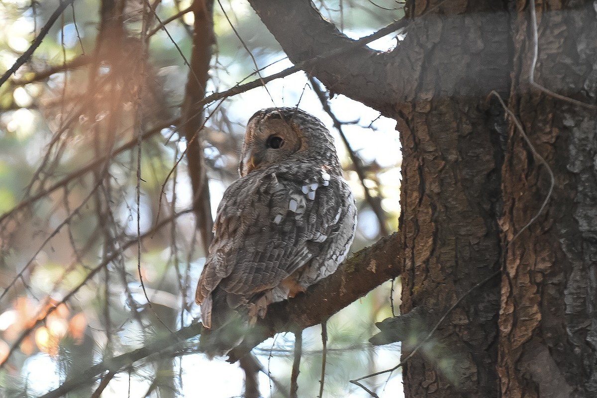 Tawny Owl - ML631704911