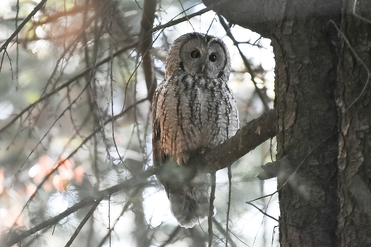 Tawny Owl - ML631704912