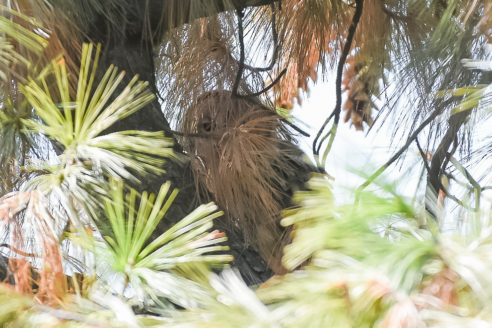 Tawny Owl - ML631704913