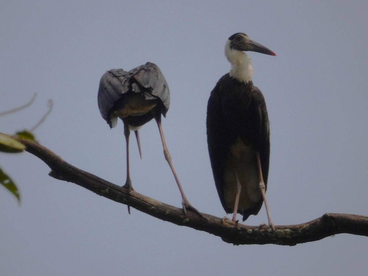 Asian Woolly-necked Stork - ML631704969