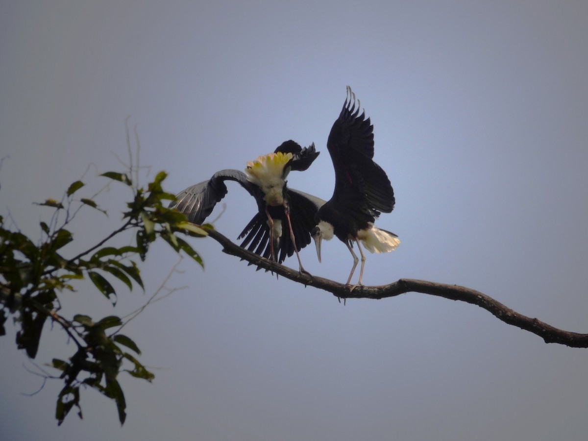 Asian Woolly-necked Stork - ML631704970
