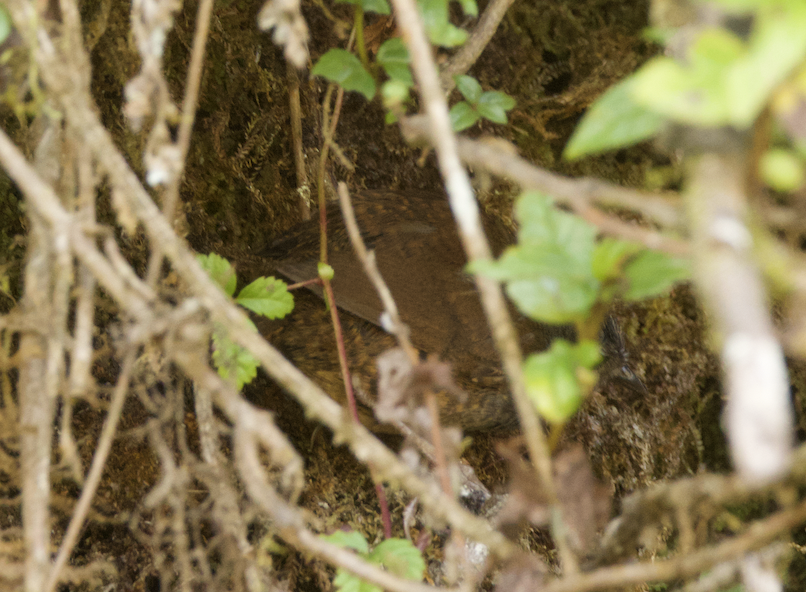 Paramo Tapaculo - ML631704976