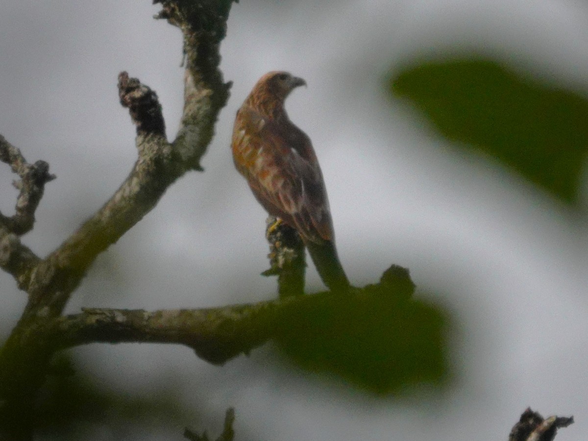 栗鳶 - ML631704987