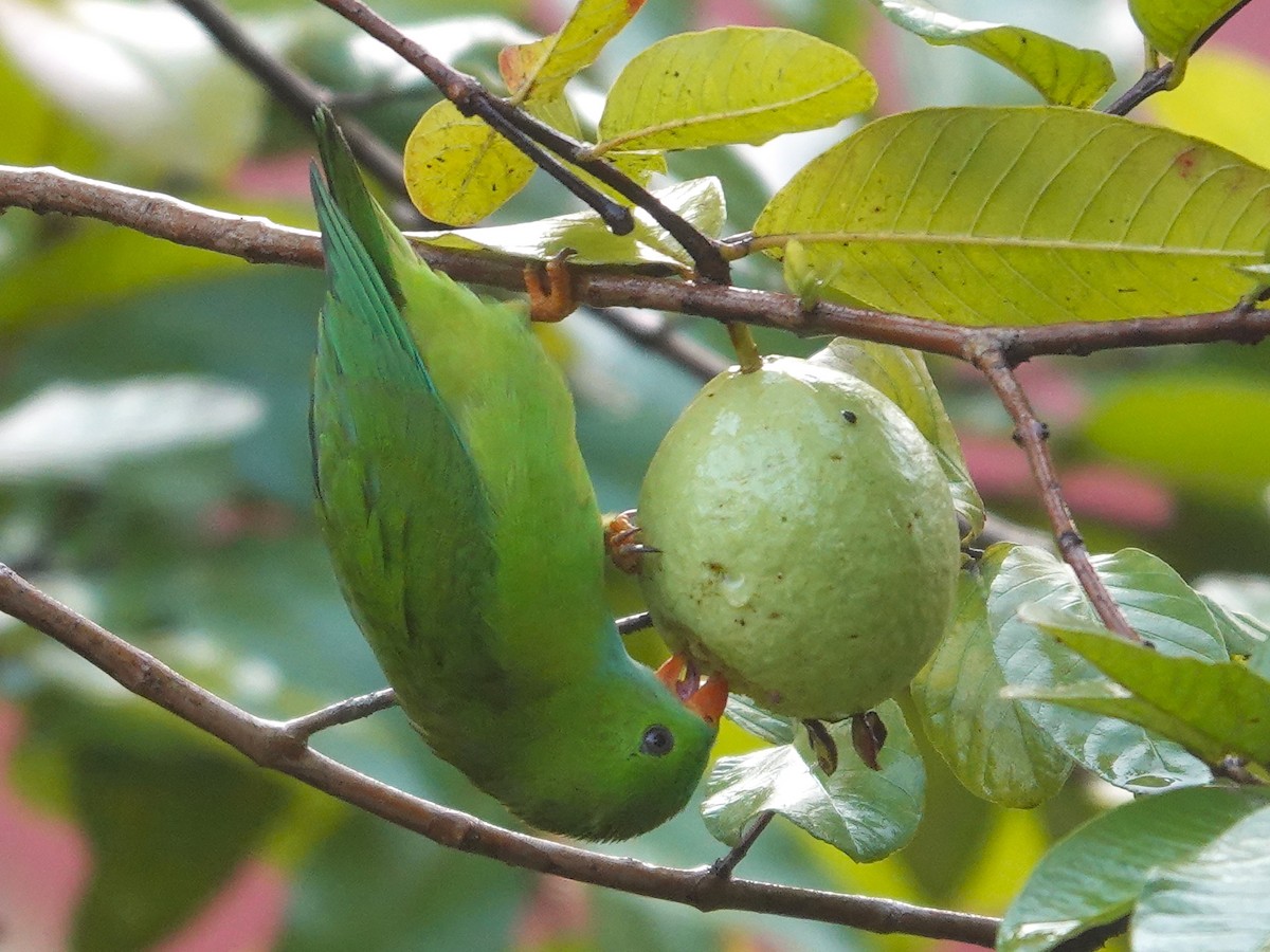 Vernal Hanging-Parrot - ML631705077