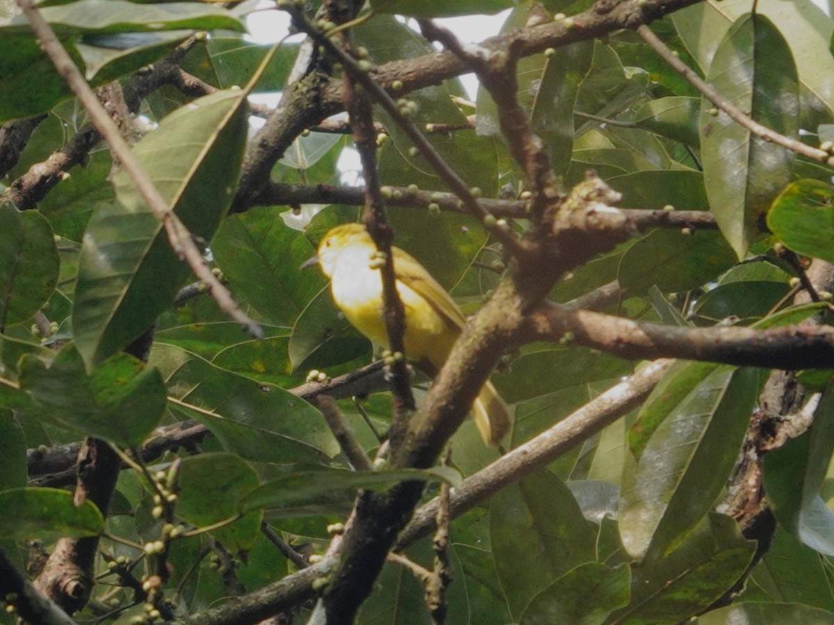 Yellow-browed Bulbul - ML631705092
