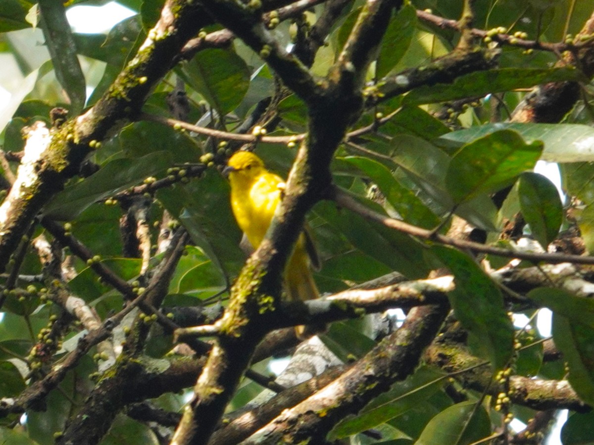 Yellow-browed Bulbul - ML631705093