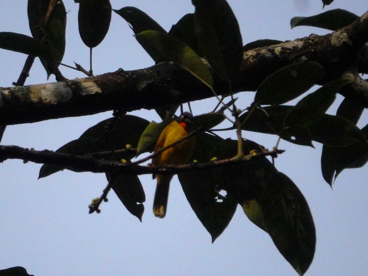 Flame-throated Bulbul - ML631705104