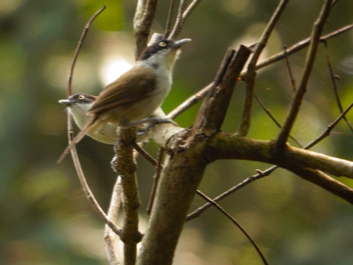 Dark-fronted Babbler - ML631705116