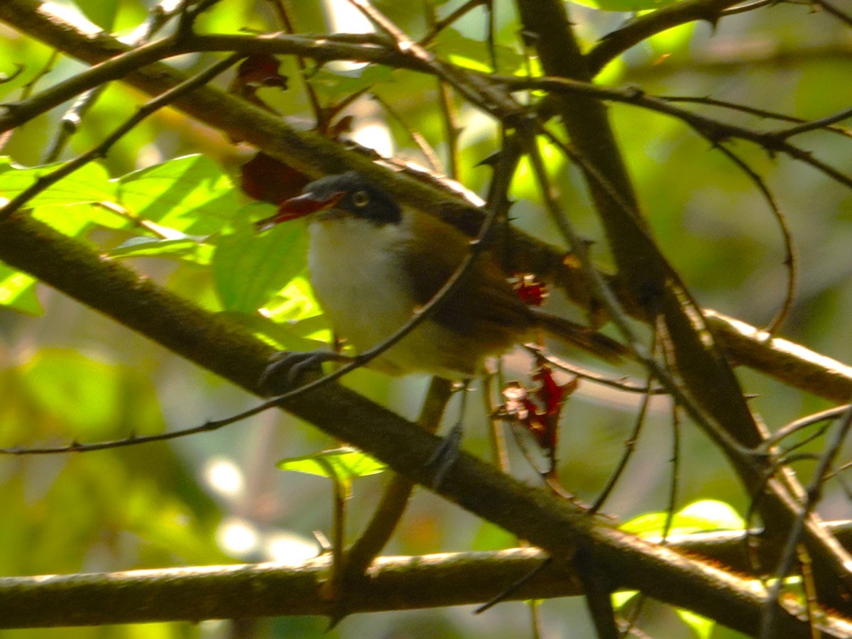 Dark-fronted Babbler - ML631705117
