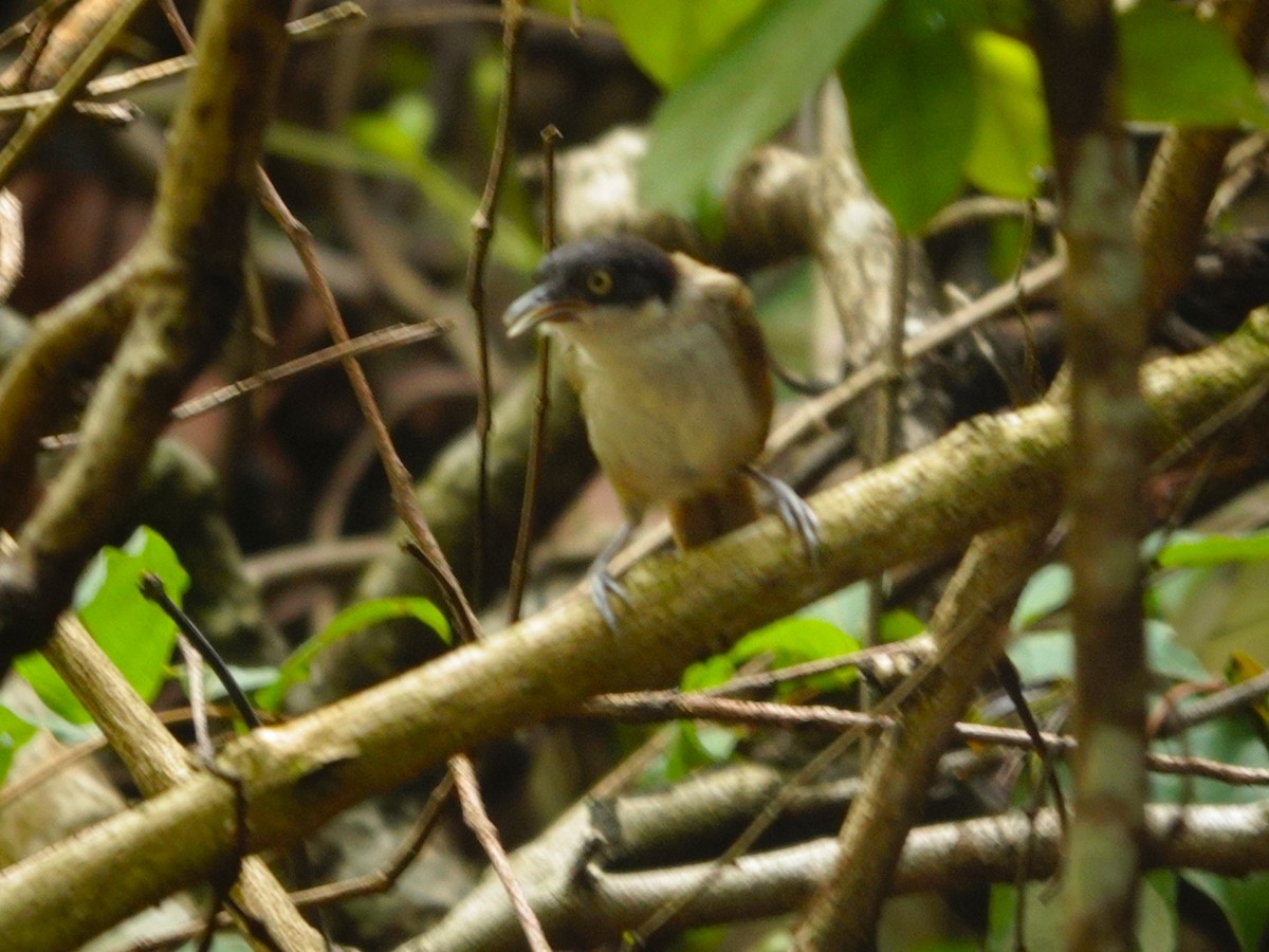 Dark-fronted Babbler - ML631705118