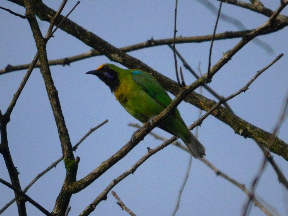 Golden-fronted Leafbird - ML631705146