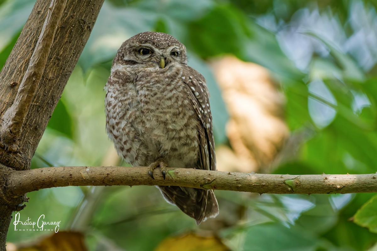 Spotted Owlet - ML631705147