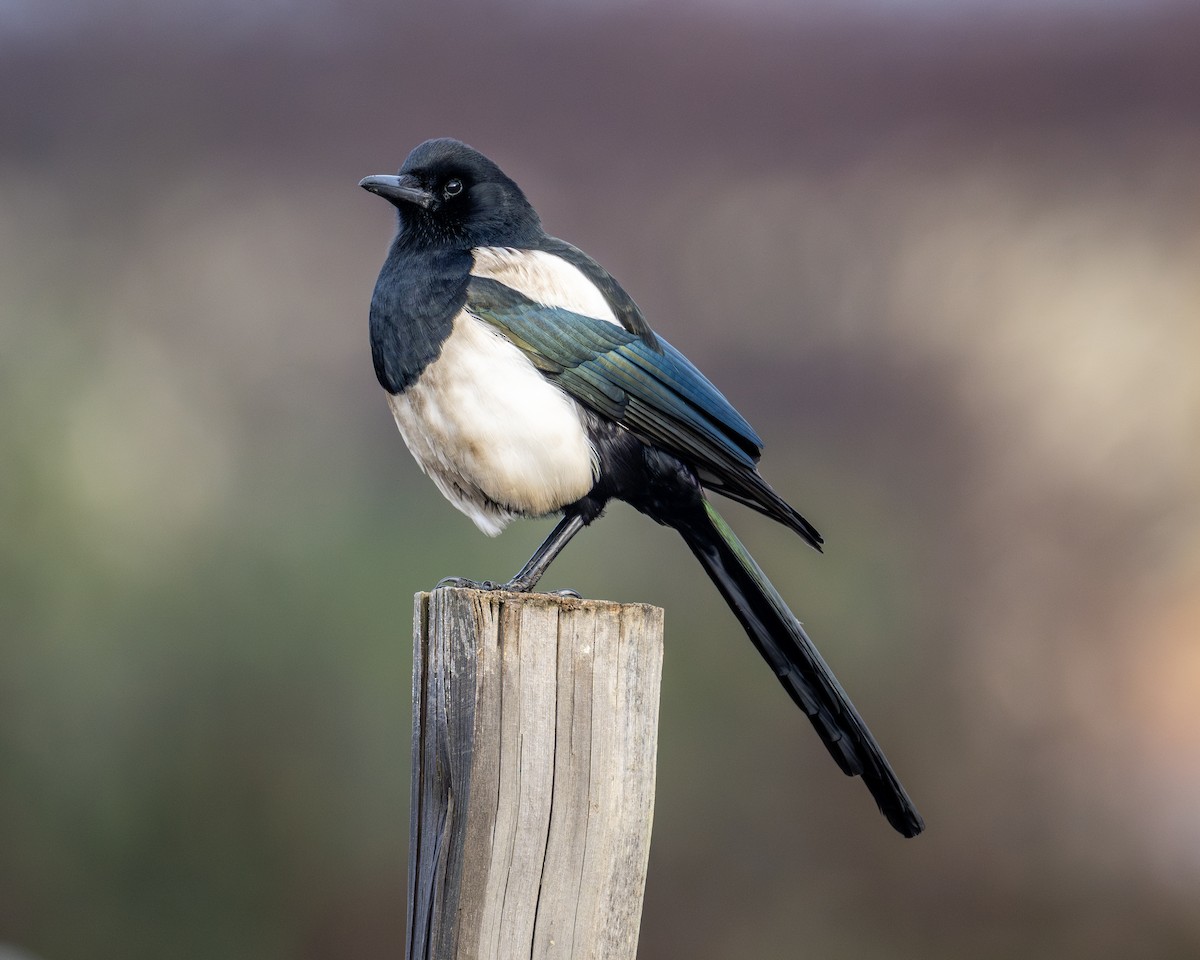 Black-rumped Magpie - ML631705301