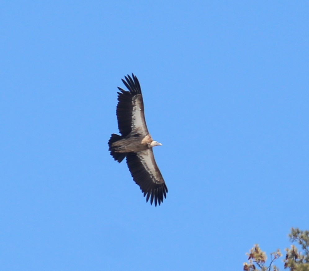 Хималайн хажир - ML631705503