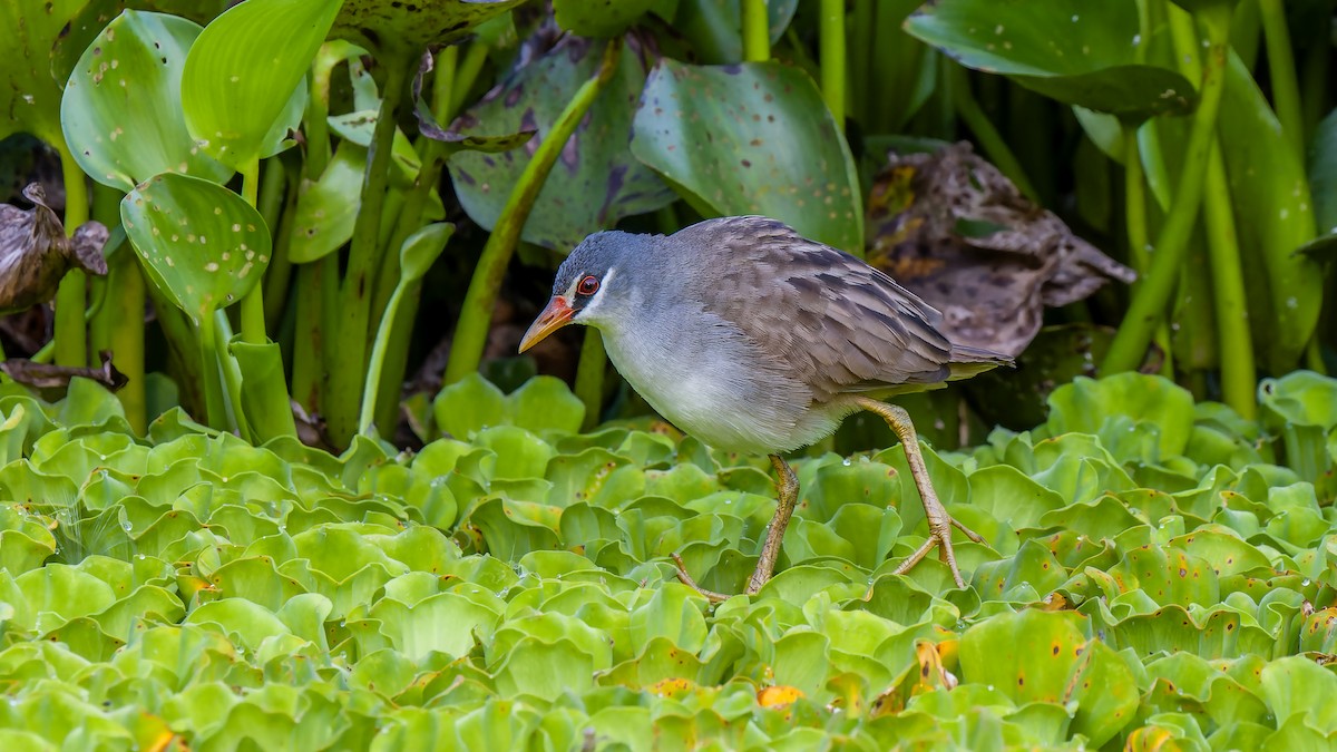 White-browed Crake - ML631705583