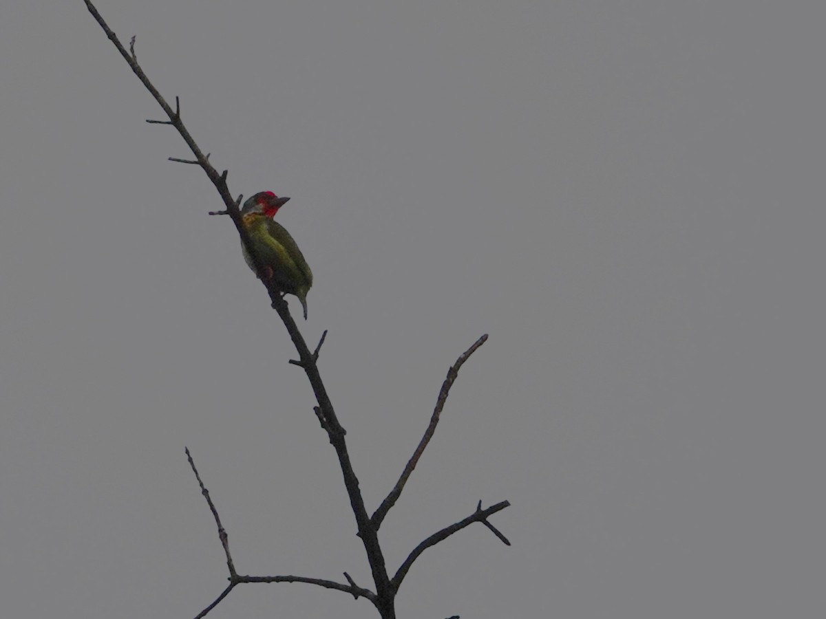 Malabar Barbet - ML631705710