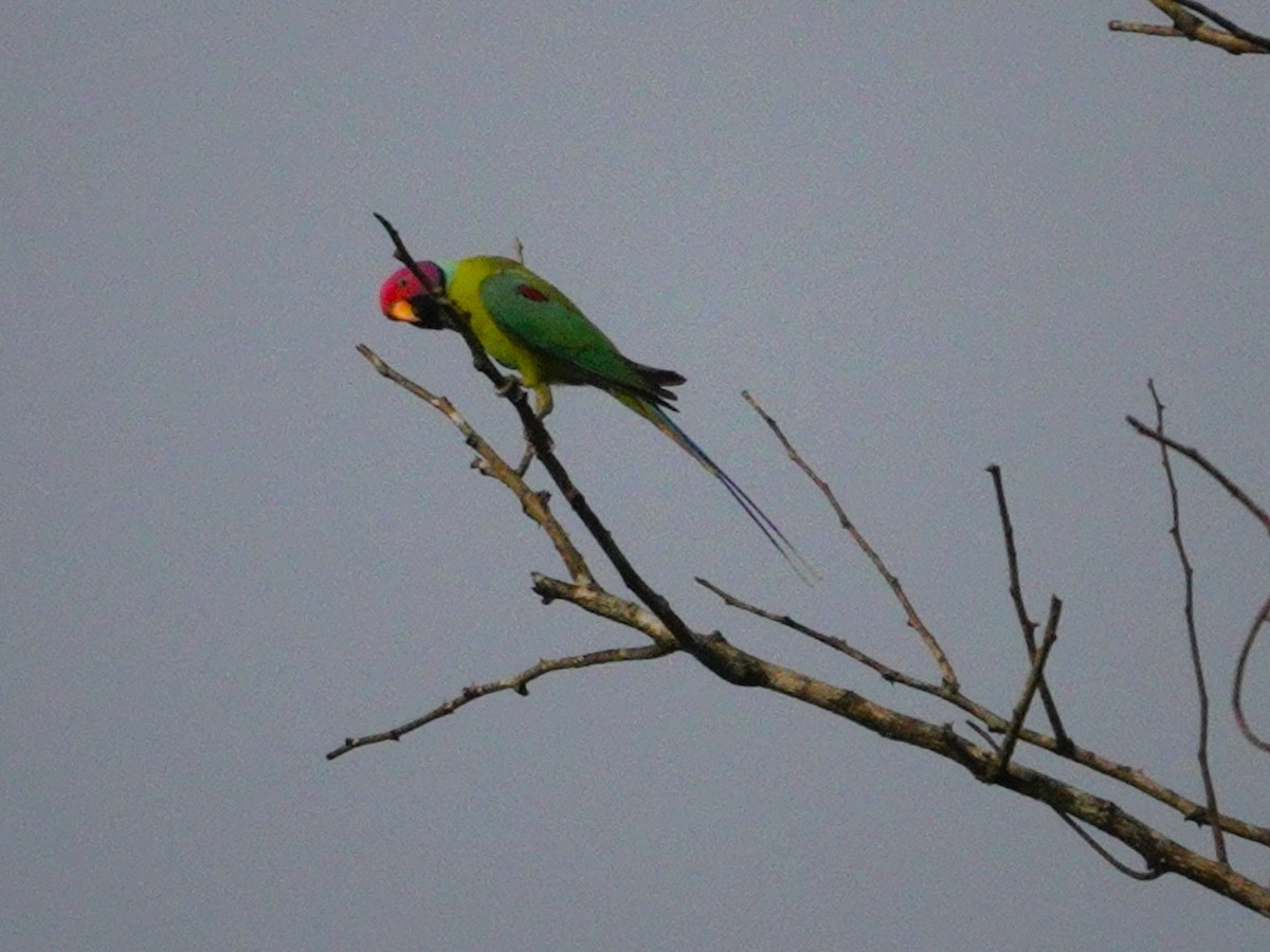 Malabar Barbet - ML631705711