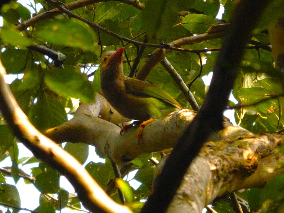 Brown-headed Barbet - ML631705713