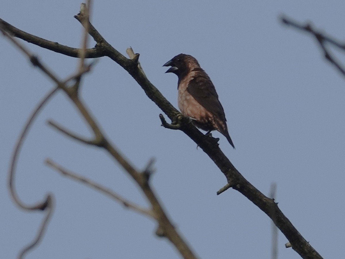 Black-throated Munia - ML631705743