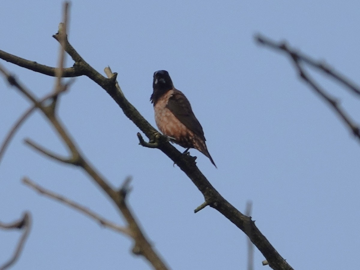 Black-throated Munia - ML631705744