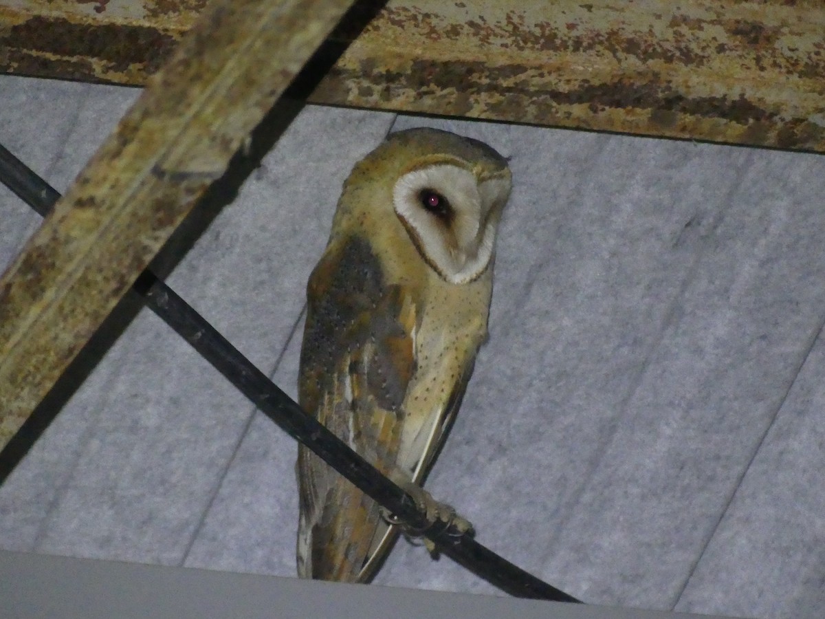 Western Barn Owl - ML631705776