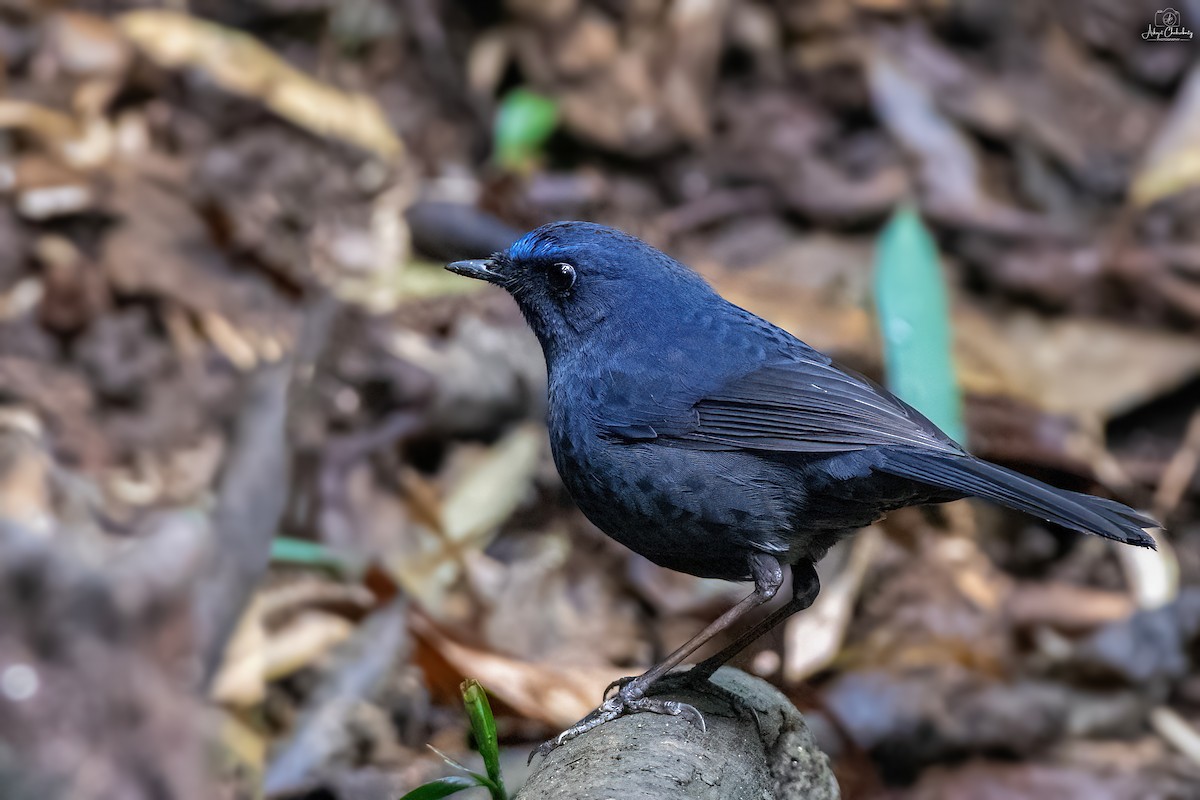 Blue-fronted Robin - ML631705879