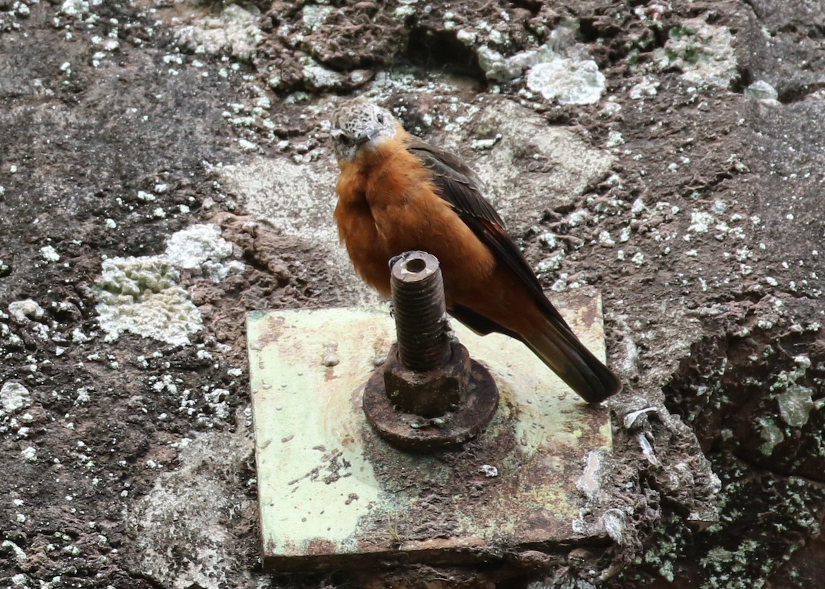 Cliff Flycatcher - ML631705954