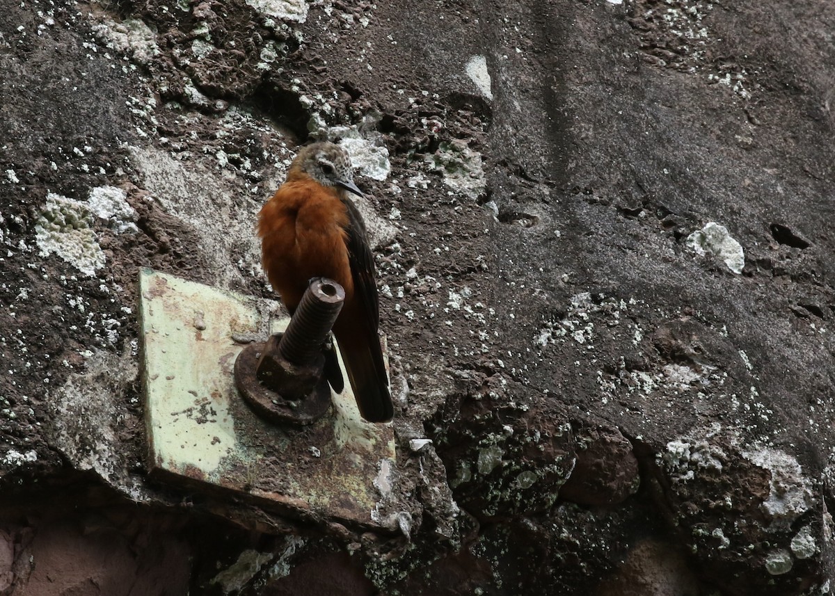 Cliff Flycatcher - ML631705955