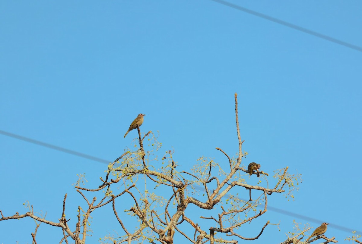 Bare-faced Bulbul - ML631705959