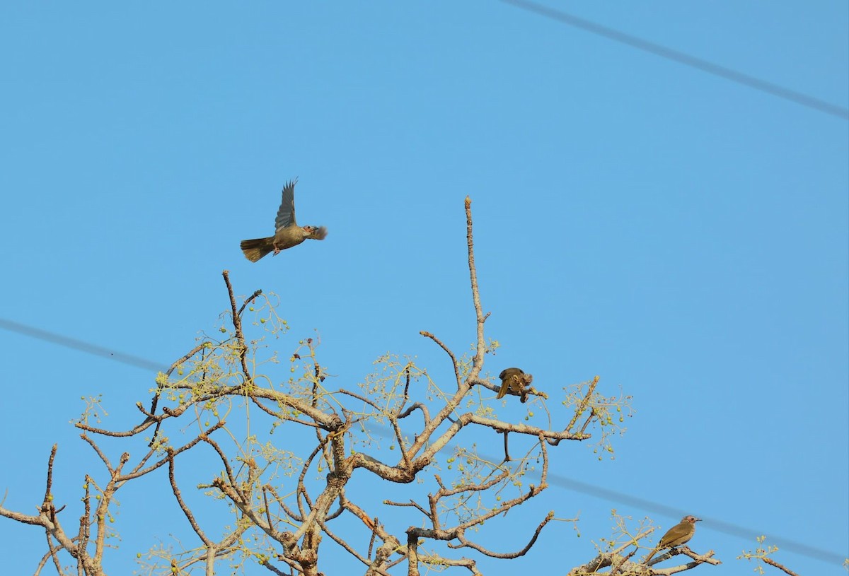Bare-faced Bulbul - ML631705966