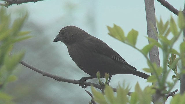 Vacher à tête brune - ML631706012