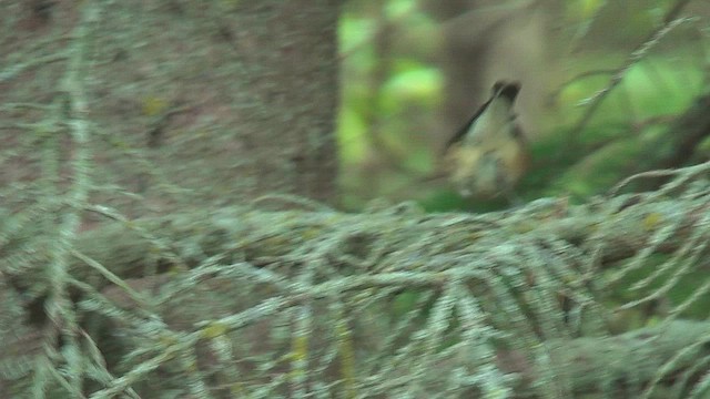 Bay-breasted Warbler - ML631706027