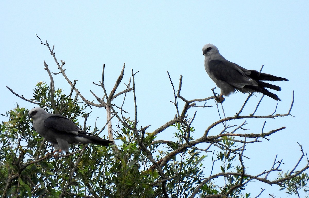 Mississippi Kite - ML631706055