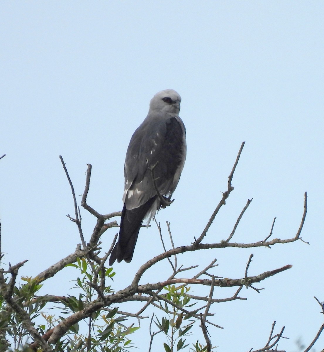 Mississippi Kite - ML631706061