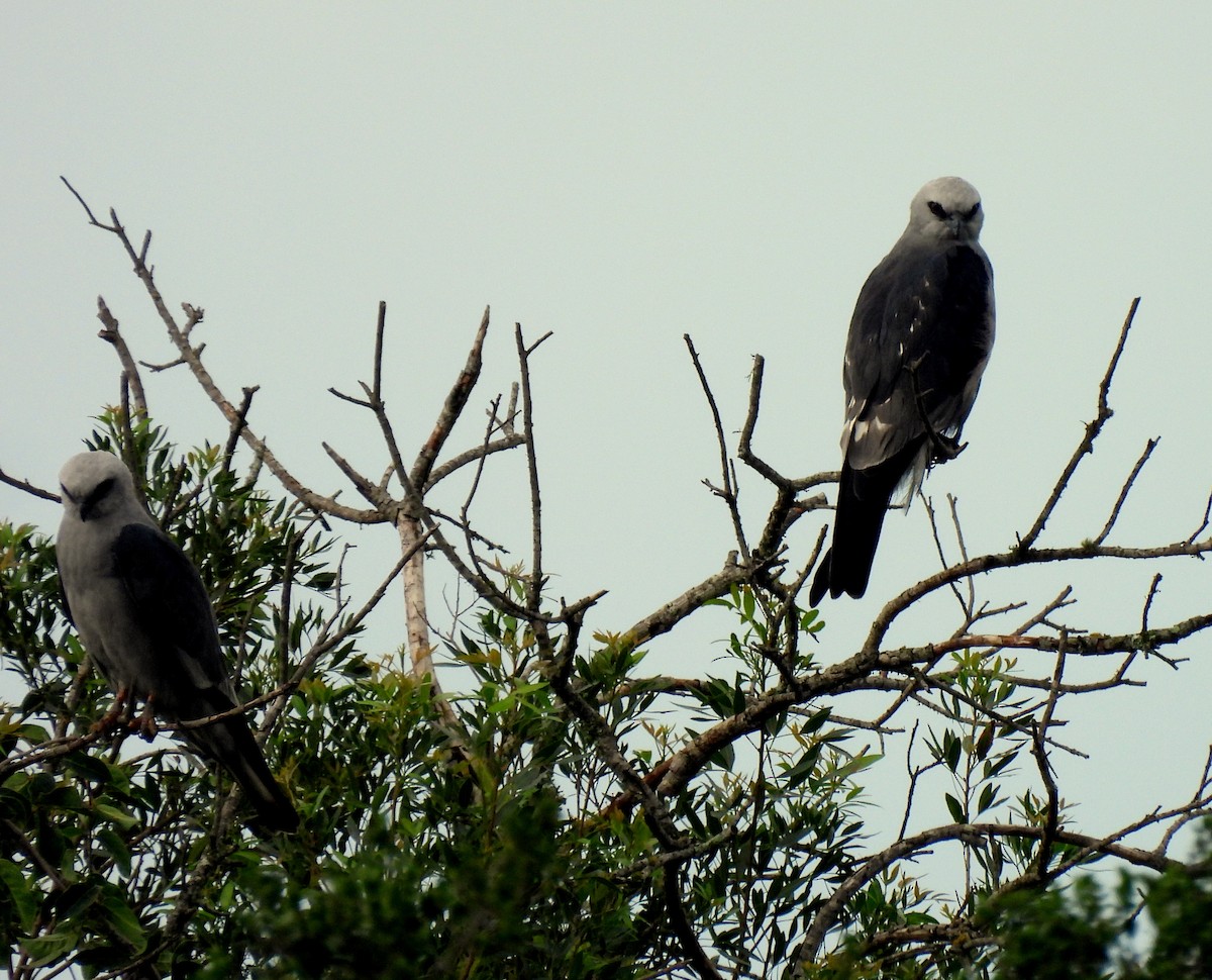 Mississippi Kite - ML631706063