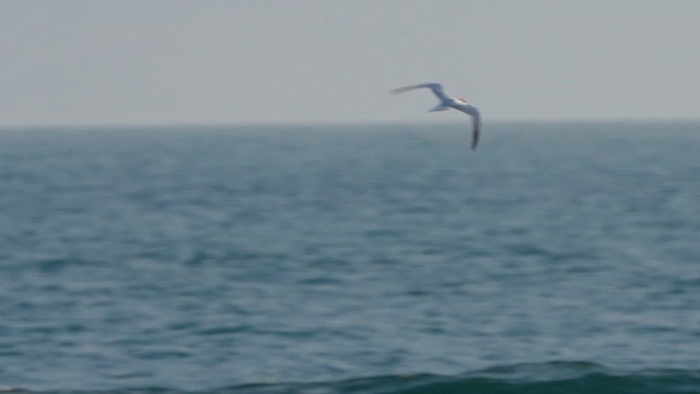 Sandwich Tern - ML631706152