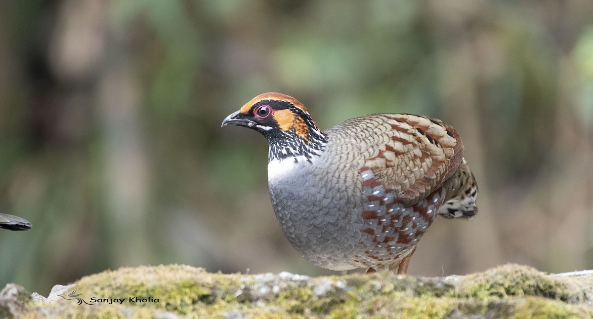 Hill Partridge - ML631706153
