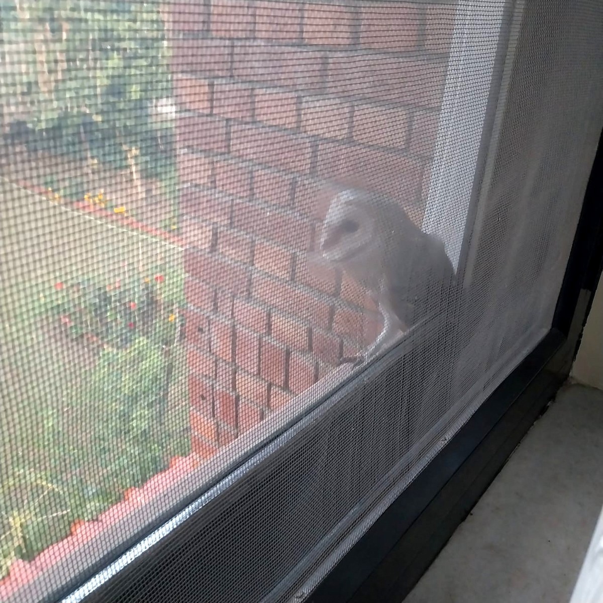 Eastern Barn Owl - ML631706190