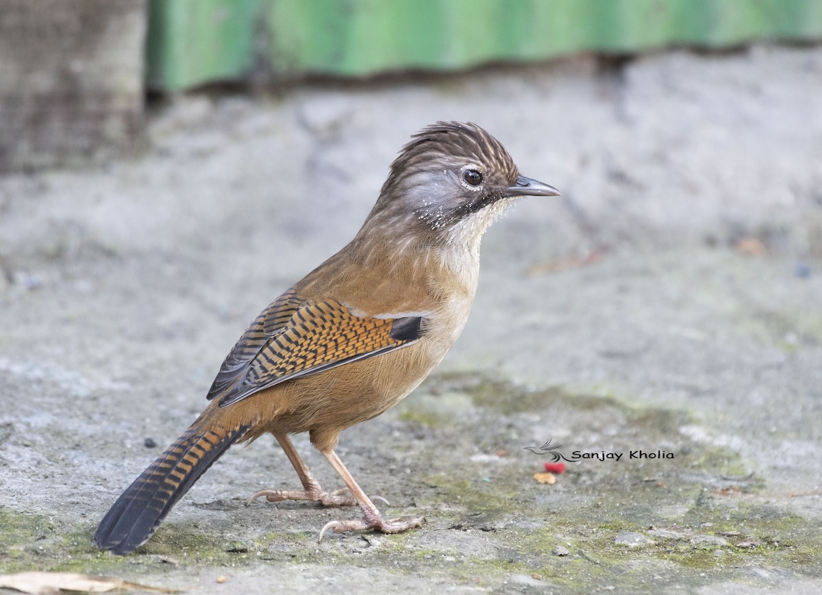 Hoary-throated Barwing - ML631706283