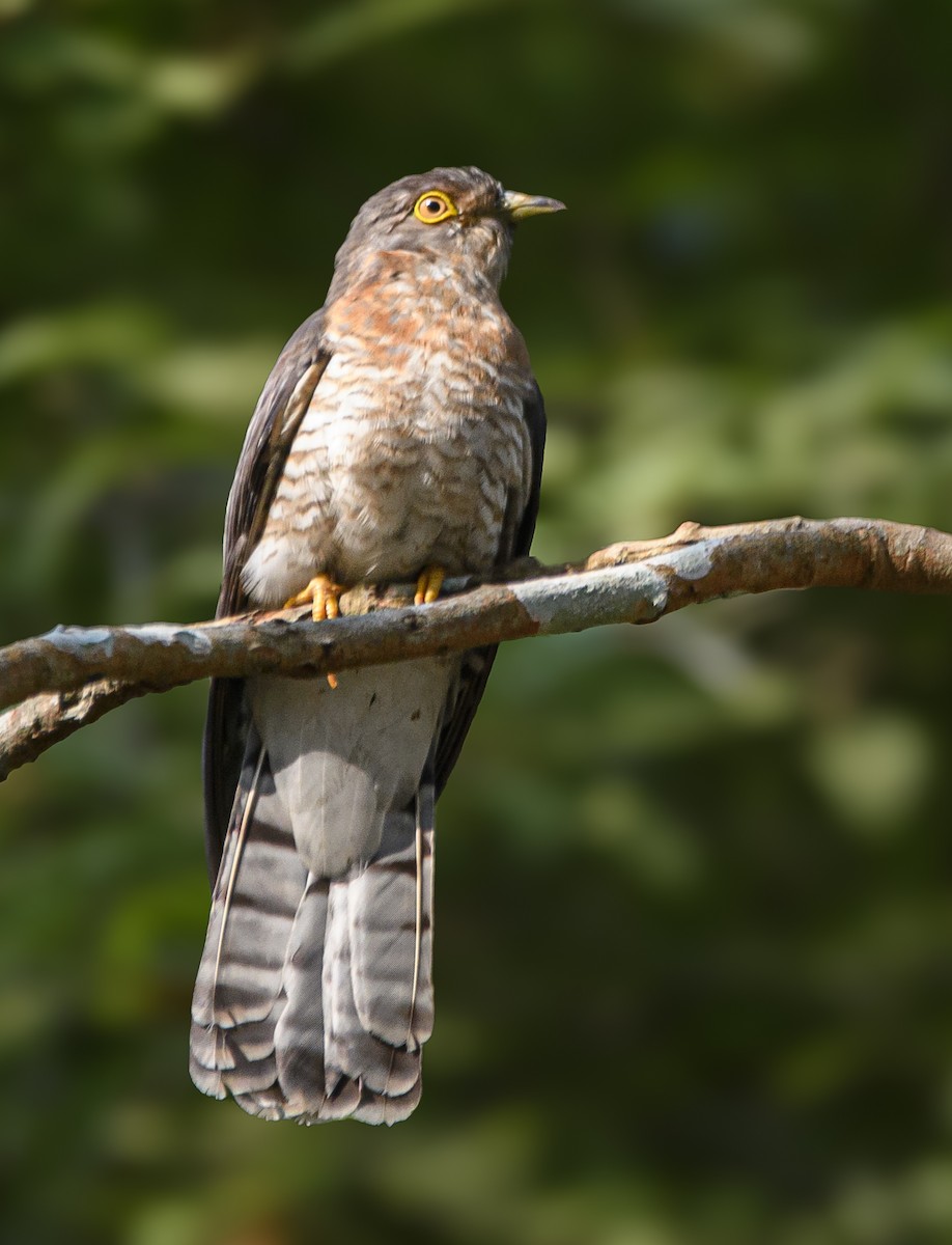 Wechselkuckuck - ML631706351