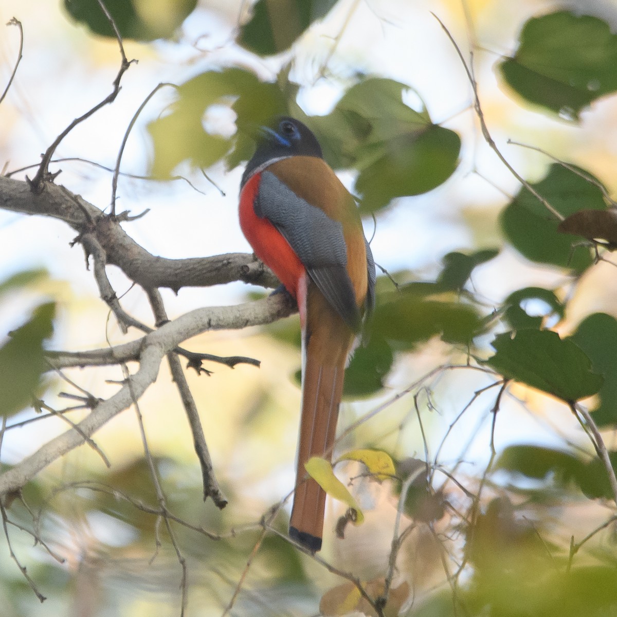 Malabartrogon - ML631706353