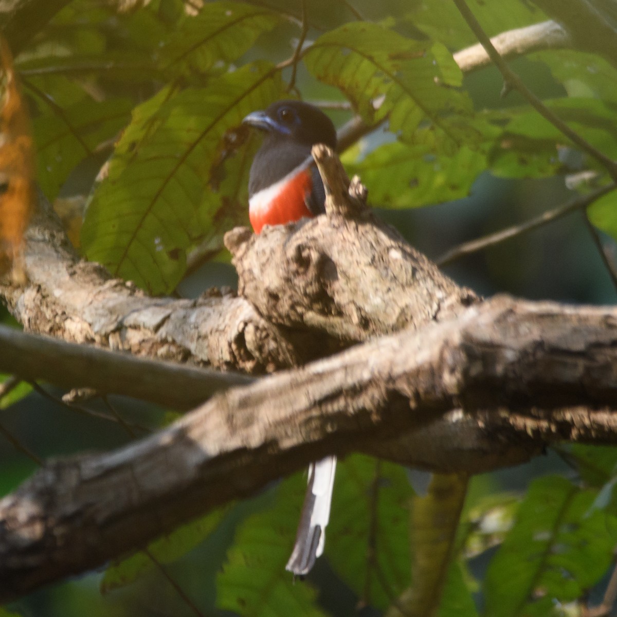 Malabartrogon - ML631706359