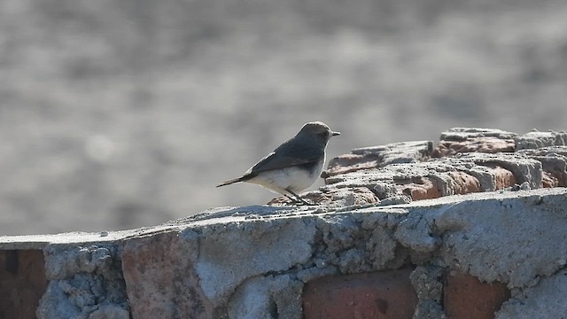 Variable Wheatear - ML631706440