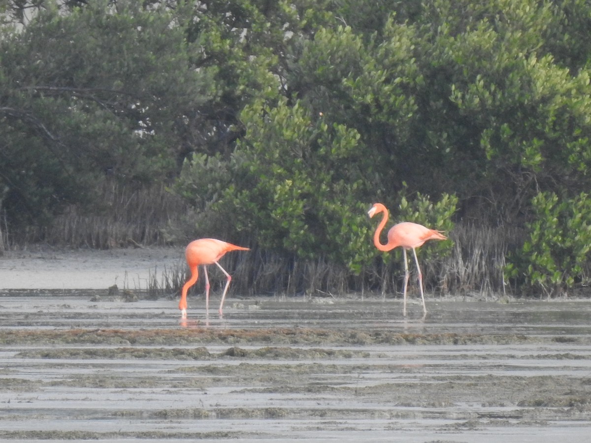 American Flamingo - ML631706469
