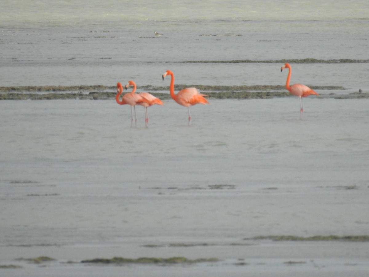 American Flamingo - ML631706484