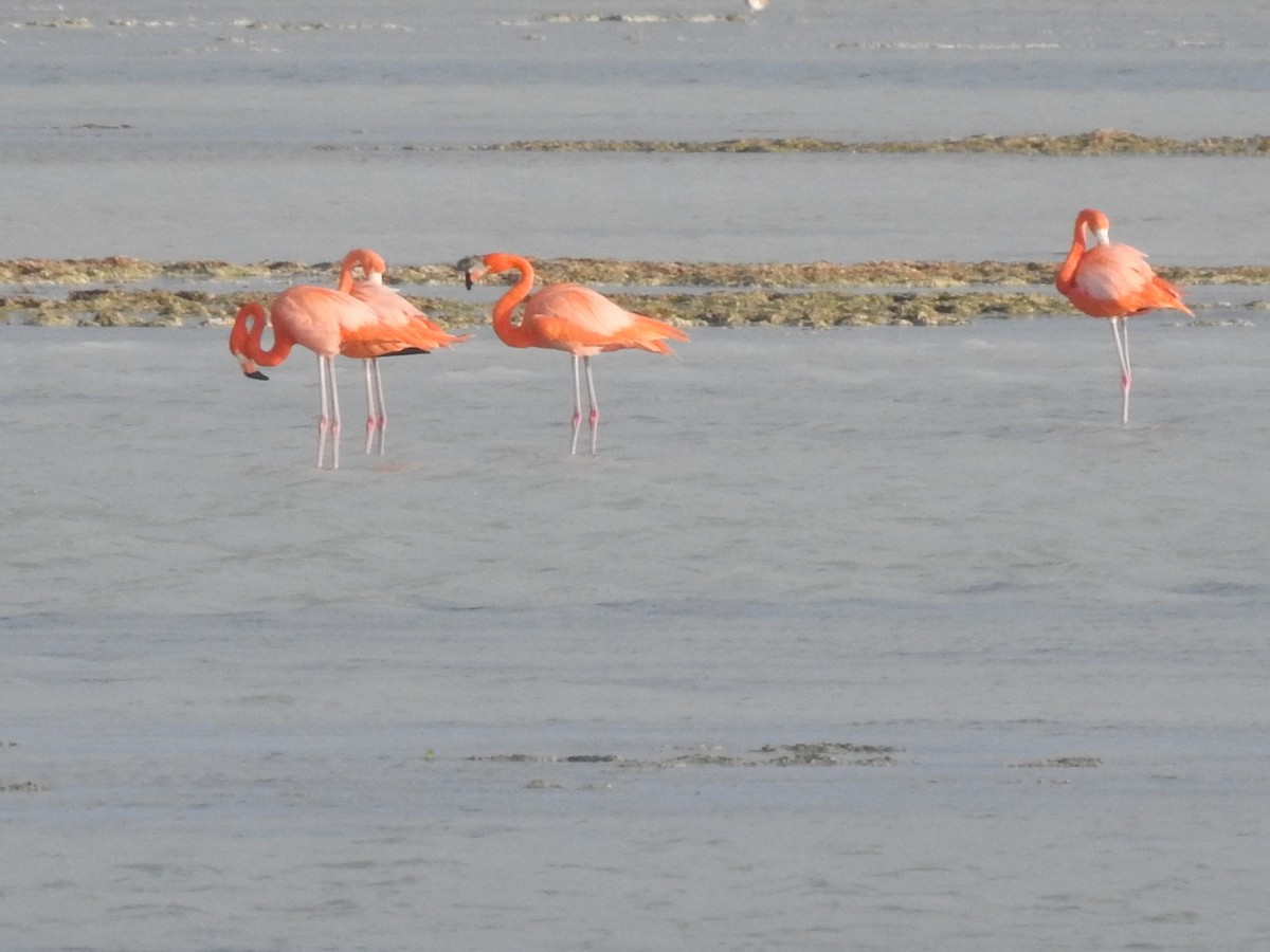 American Flamingo - ML631706523