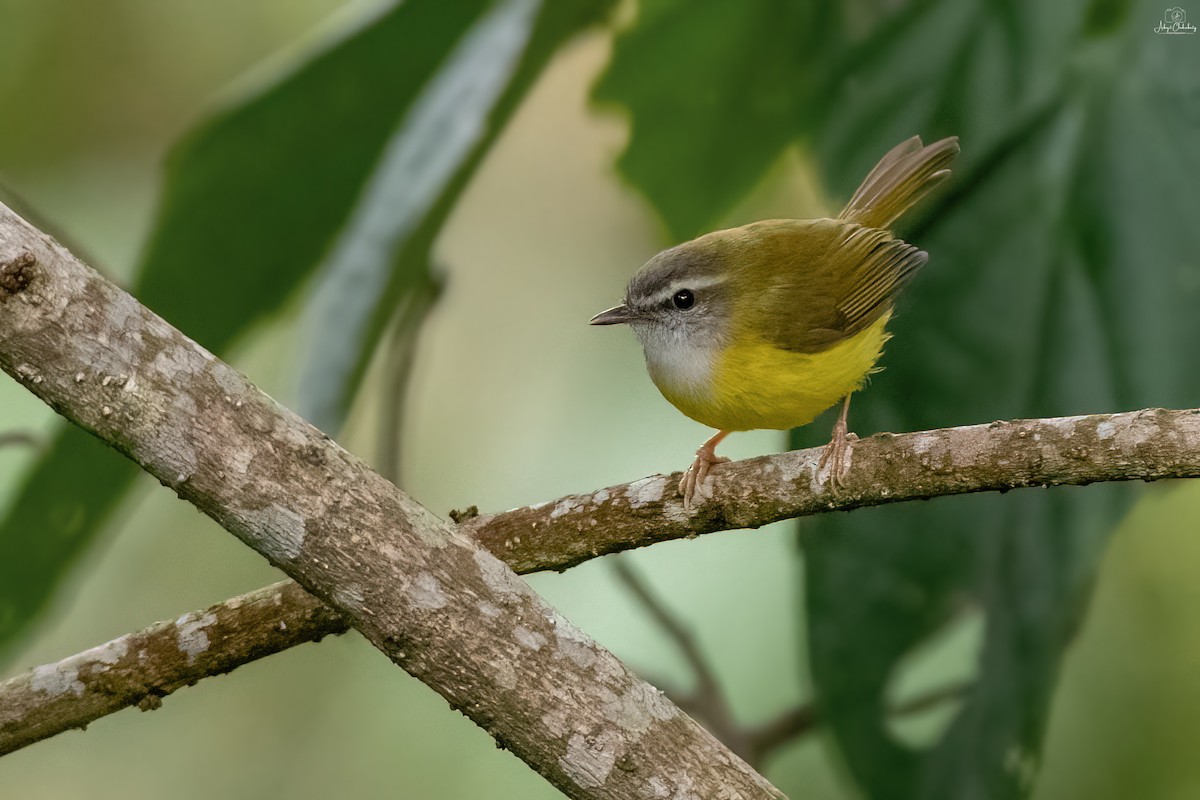 Yellow-bellied Warbler - ML631706545